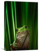 "Green Frog" Stretched Canvas Giclee by Ahmad Gafuri, 15x22"