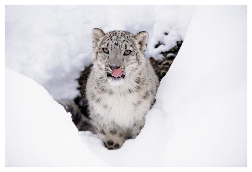 "Snow Leopard adult portrait in snow" Print by Tim Fitzharris, 62"x42"