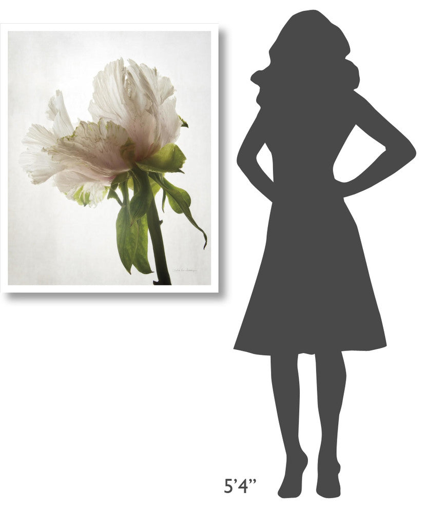 "Translucent Peony VIII" Digital Paper Print by Debra Van Swearingen, 30"x37"