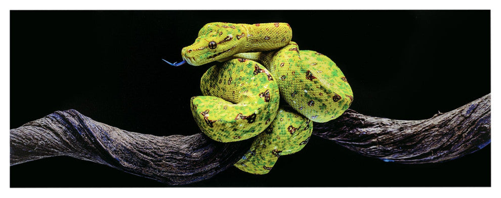Green Tree Snake Glossy Lacquer Canvas Wall Art Print Panel, 48" x 18"