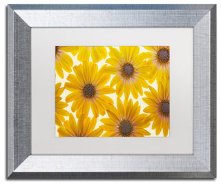 Cora Niele 'Yellow Cape Daisies' Matted Framed Art