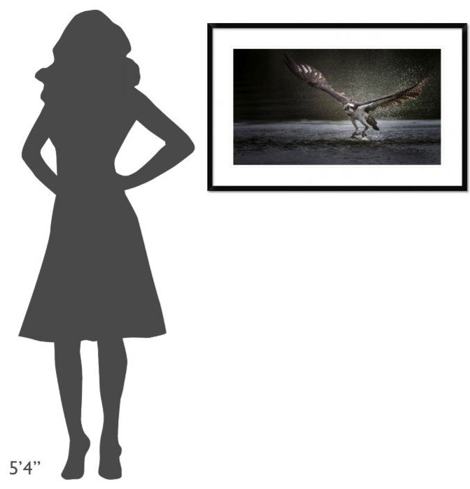 "Deadly Catch" Framed Digital Print by Phillip Chang, 38x24"