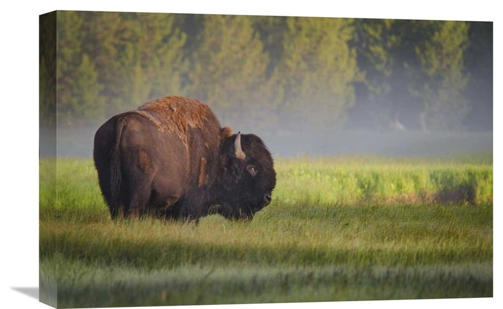 "Bison In Morning Light" Stretched Canvas Giclee by Sandipan Biswas, 22x15"