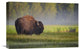 "Bison In Morning Light" Stretched Canvas Giclee by Sandipan Biswas, 22x15"