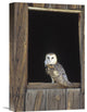 "Barn Owl Perching On Barn Window, North America" Artwork, 12" x 18"