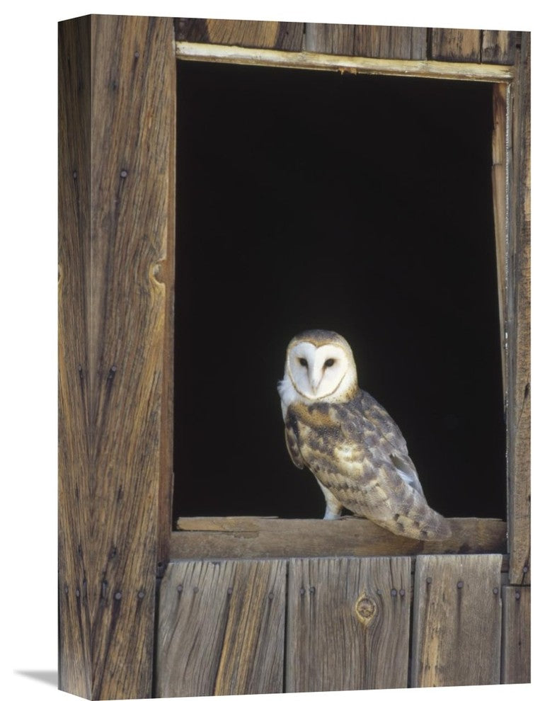 "Barn Owl Perching On Barn Window, North America" Artwork, 12" x 18"
