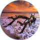 Huge Branch Of Tree At Seashore, Beach Disc Metal Artwork, 23"