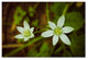 PIPA Fine Art 'Wild Beauty' Canvas Art, 19x12