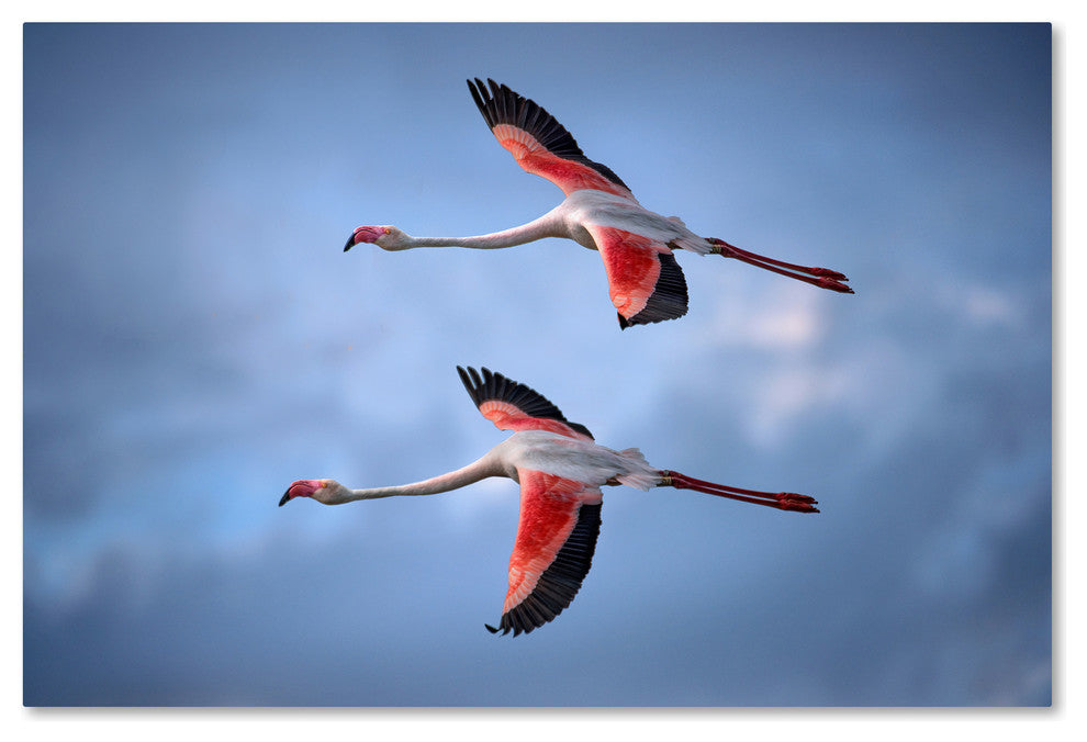Xavier Ortega 'Greater Flamingos' Canvas Art, 32x22