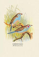 Cordon Bleu - Canvas Poster 20" x 30"