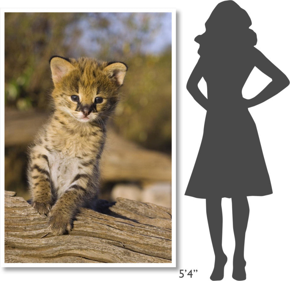 "Serval kitten, 2.5 week old orphan, Masai Mara Reserve" Paper Art, 42"x62"