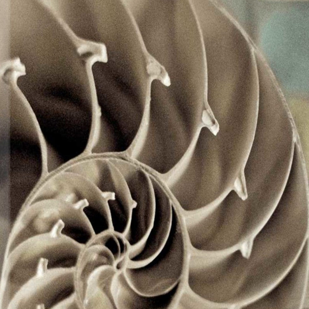 14" Snailshell and Seaglass 3 Giclee Wrap Canvas Wall Art
