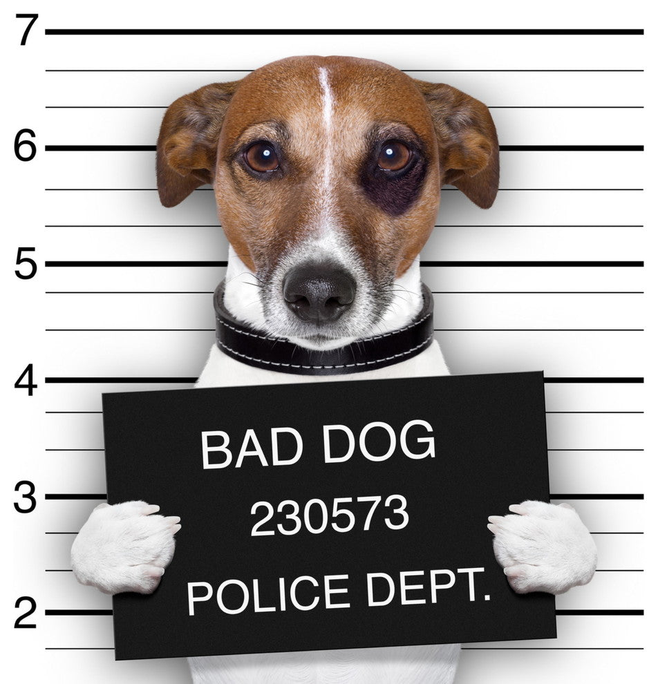 Cortesi Home Bad Dog Tempered Glass Wall Art, 12" x 16"