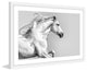 "White Mane" Framed Painting Print, 24x16