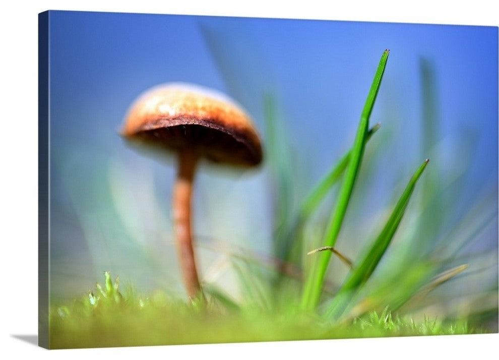 "Spring Mushroom" Wrapped Canvas Art Print, 36"x24"x1.5"