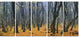 Dark Woods in Autumn Forest, Modern Forest Canvas Art, 60"x28", 5 Panels