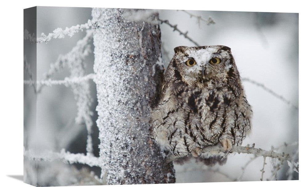 "Western Screech Owl Perching In A Tree, British Columbia, Canada" Artwork