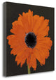 "Midnight Gerbera I" By Robert Lacie, Giclee Print on Gallery Wrap Canvas