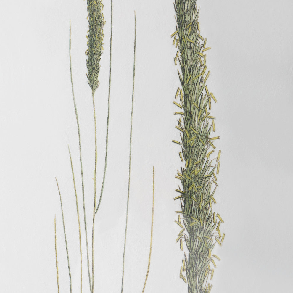 Uttermost 41459 Forest Finds Framed Prints, 6-Piece Set