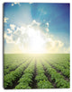 Beautiful Potato Field At Sunset, Extra Large Landscape Canvas Art, 12"x20"