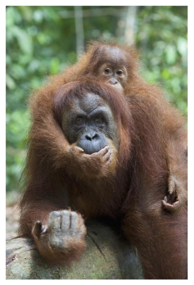 "Sumatran Orangutan mother and playful baby, north Sumatra" Paper Art, 18"x26"