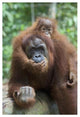 "Sumatran Orangutan mother and playful baby, north Sumatra" Paper Art, 18"x26"