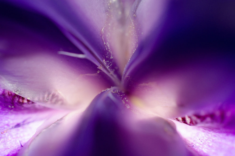 Iris Center Petals Nature Photography, Floral Unframed Wall Art Print, 11" X 14"