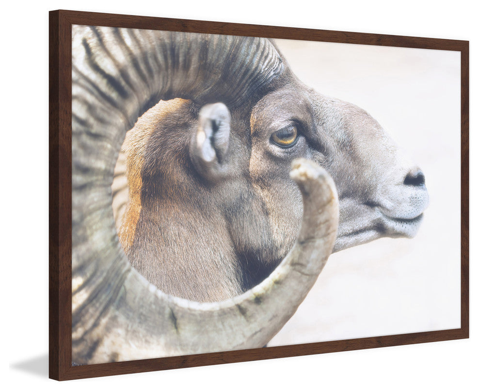 Marmont Hill, "Ram Profile 4" Framed Painting Print, 30x20