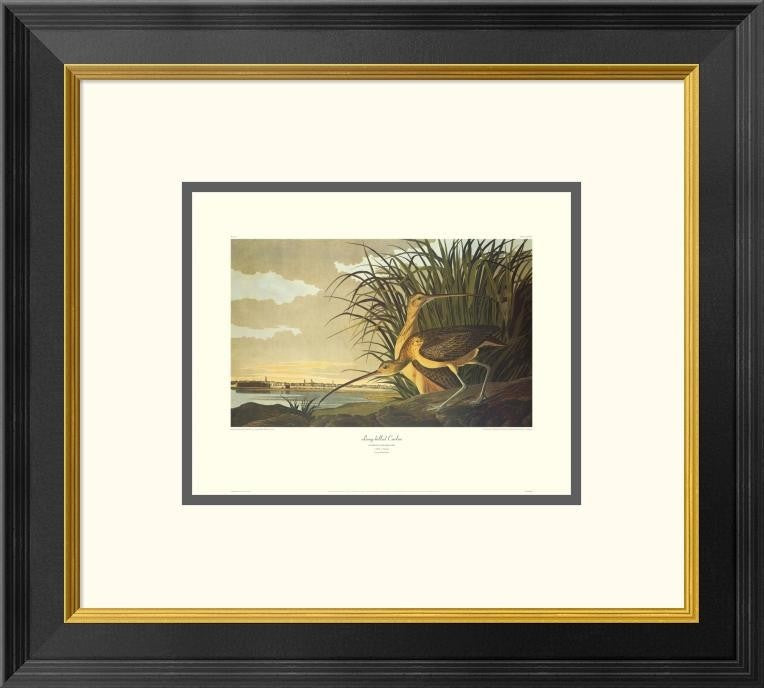 "Long-Billed Curlew (decorative border)"  by John James Audubon, 20x18"
