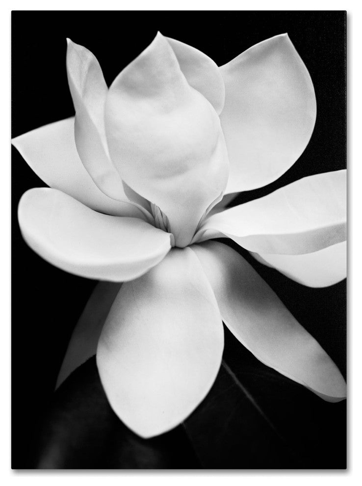 'Magnolia' Canvas Art by Michael Harrison