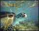 "Green Sea Turtle, Balicasag Island, Philippines"  by Tim Fitzharris, 33x25"