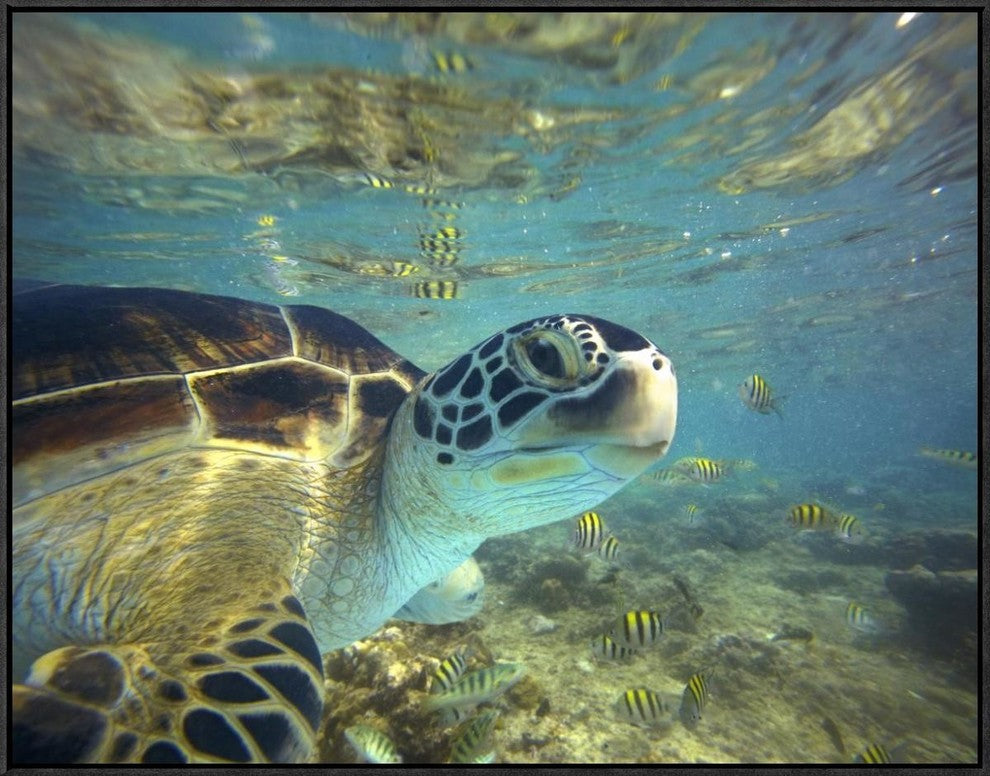"Green Sea Turtle, Balicasag Island, Philippines"  by Tim Fitzharris, 33x25"