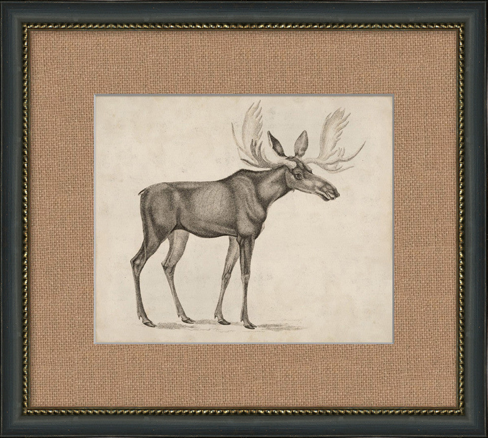 Antique Moose, Giclee Reproduction Artwork