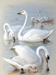 Tile Mural White Swans By Archibald Thorburn, 6"x8", Matte