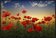 "Poppies" Framed Canvas Giclee by Tais, 31x21"