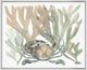 Aquatic Assortment 8, Giclee Reproduction Artwork