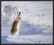 "White-Tailed Jackrabbit" Framed Canvas Giclee by Shlomo Waldmann, 21x17"