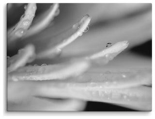 Droplets on Petals Floral Nature Photography Canvas Wall Art Print, 12" X 16"