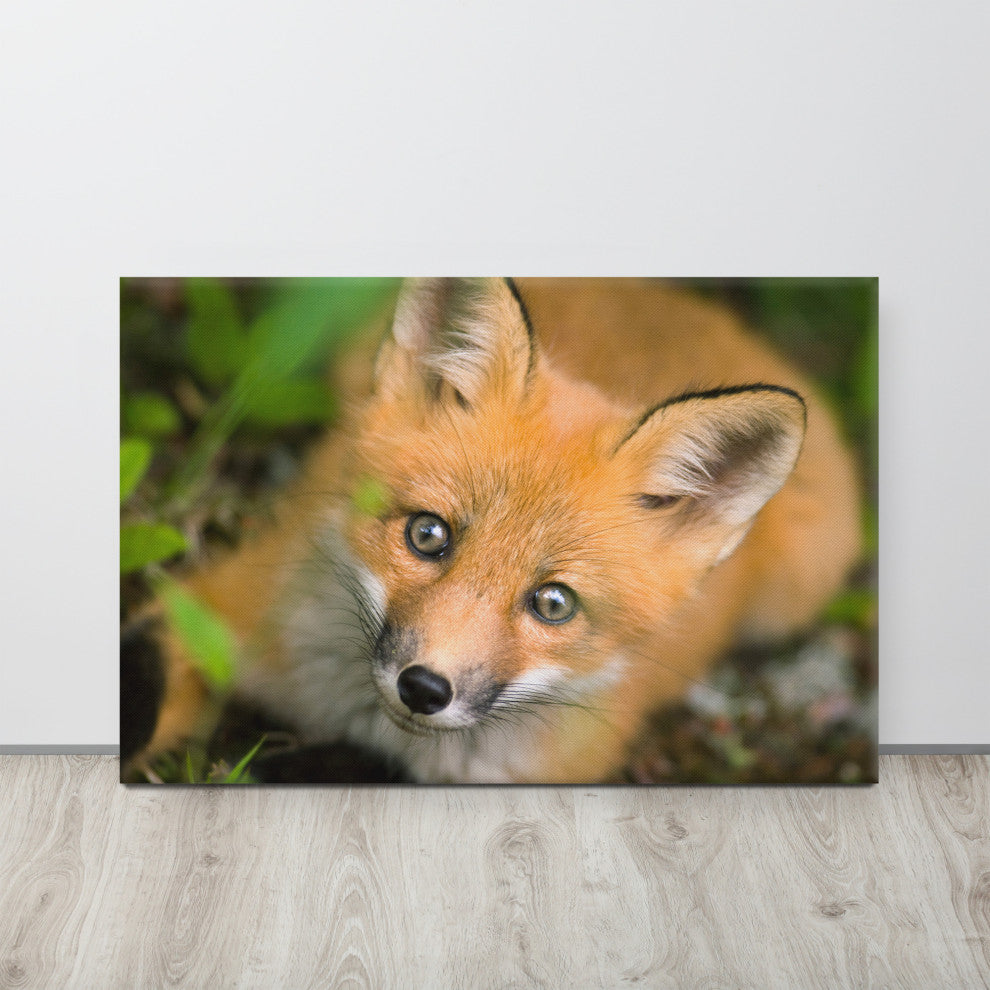 Young Red Fox Face Animal Wildlife Nature Photograph Canvas Wall Art Prints, 24" X 36"