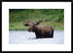 Moose Male Raising Its Head While Feeding In Lake, North America, 30"x22"