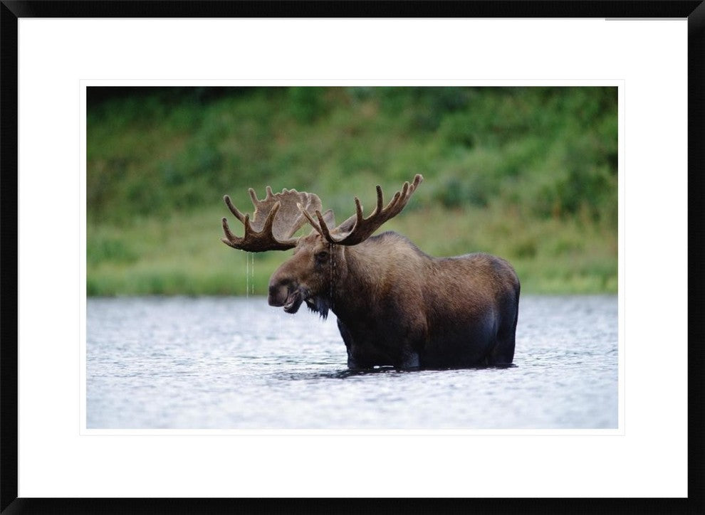 Moose Male Raising Its Head While Feeding In Lake, North America, 30"x22"