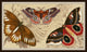 Butterfly Detail 2, Giclee Reproduction Artwork