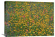 "Paintbrush And Coreopsis Meadow, Hill Country, Texas" Artwork, 32" x 24"