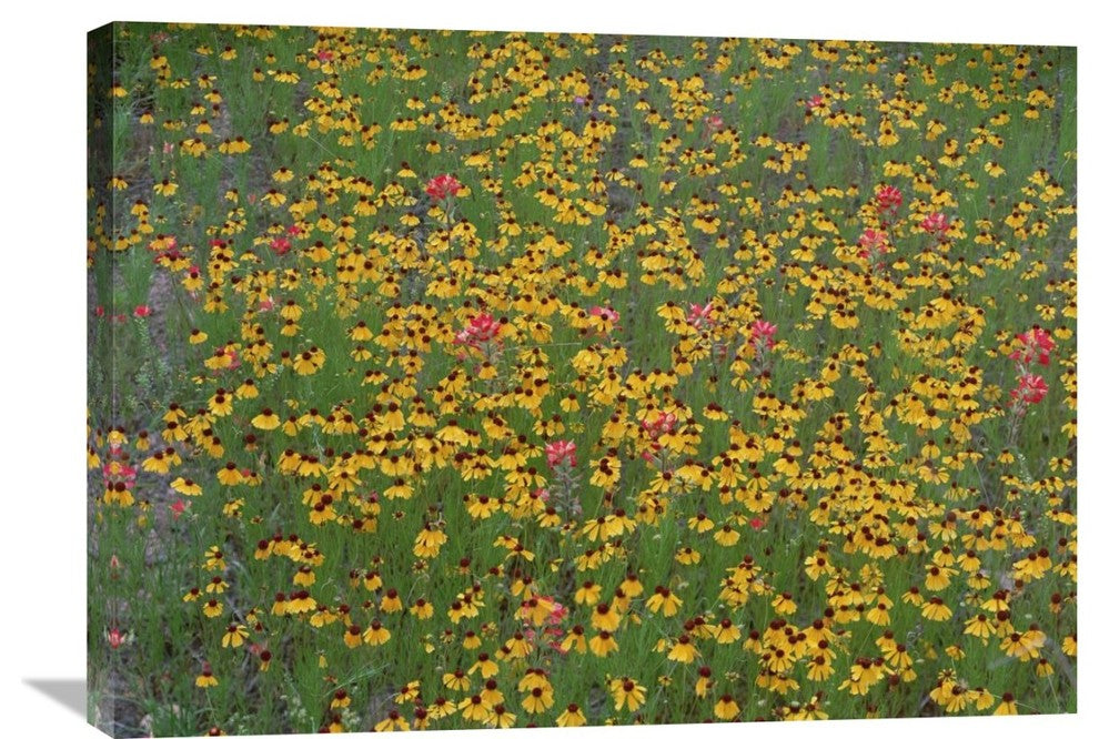 "Paintbrush And Coreopsis Meadow, Hill Country, Texas" Artwork, 32" x 24"