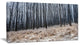 Moody Cold Forest with Thick Woods, Forest Canvas Art Print, 32"x16"