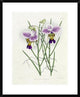 "The Orchid Album Plate 475" Framed Digital Print by Robert Warner, 24"x30"