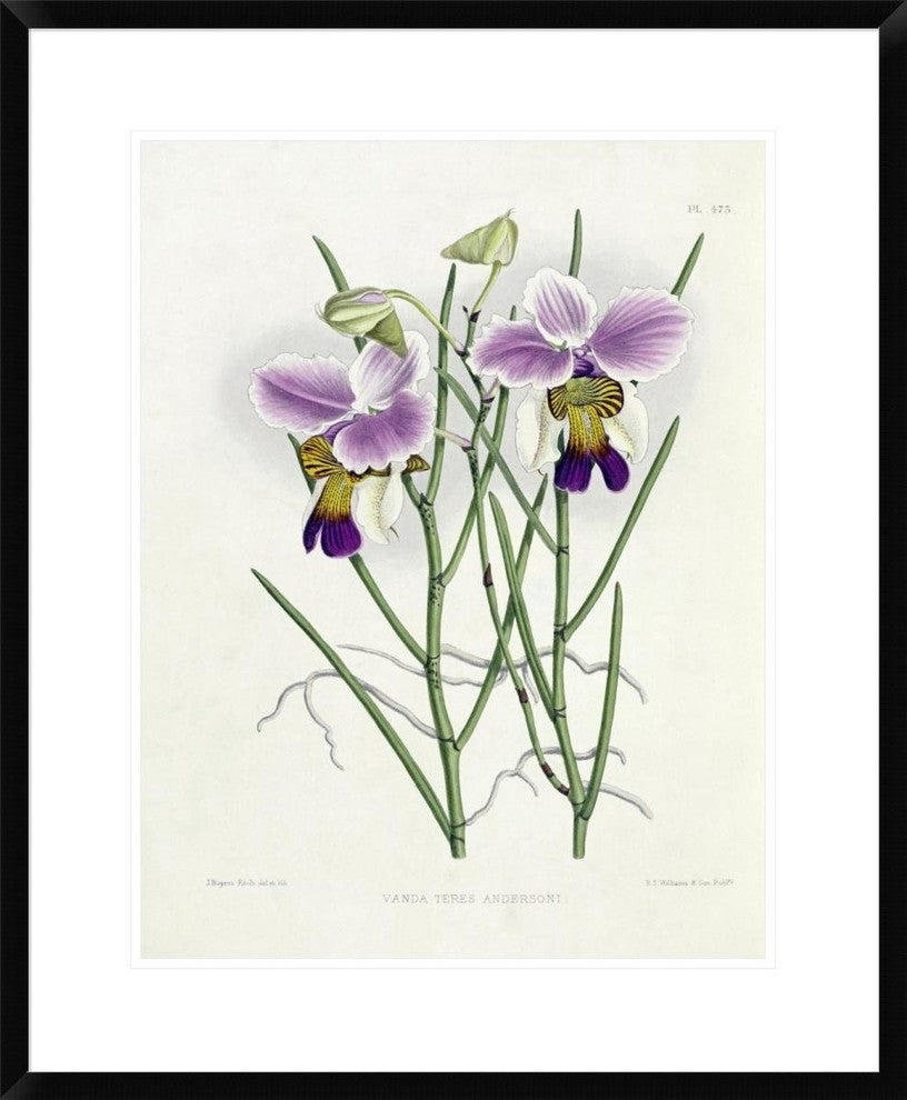 "The Orchid Album Plate 475" Framed Digital Print by Robert Warner, 24"x30"