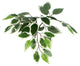 Vickerman 6' Variegated Ficus tree