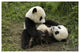 "Giant Panda cubs playing, Wolong Nature Reserve, China" Paper Art, 62"x42"