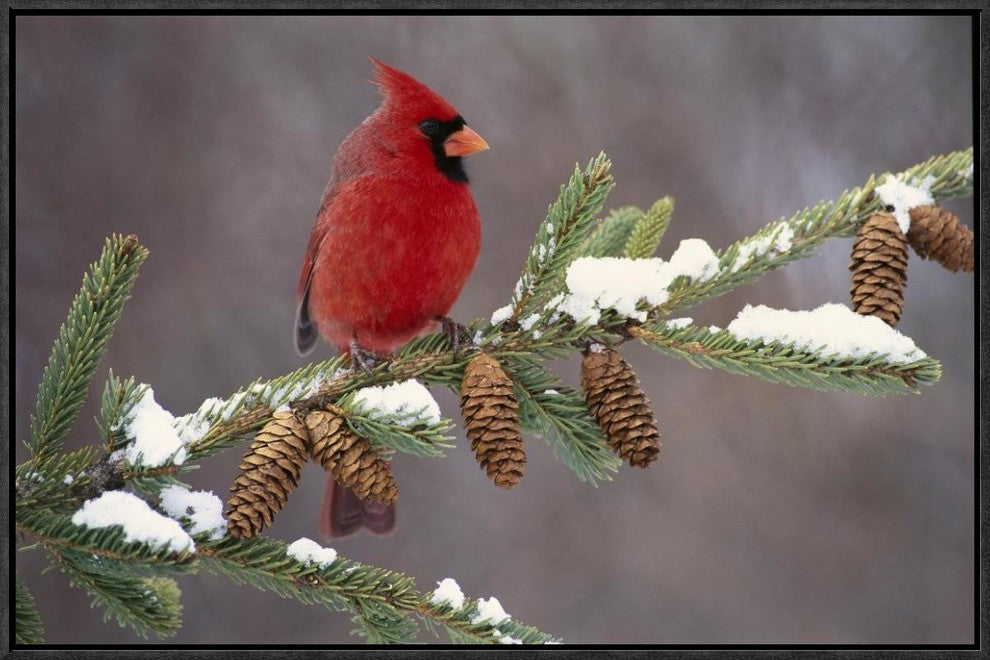 "Northern Cardinal male, South Lyon, Michigan"  by Steve Gettle, 25x17"